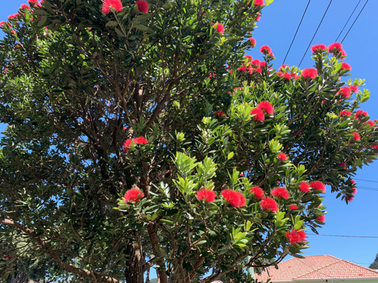 Pohutukawa Tree